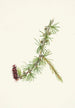 Lyall Larix lyallii af Lyall Larix lyallii - Mary Vaux Walcott — visning af kunstværket