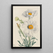 Pavot de Matilija Romneya coulteri - Mary Vaux Walcott — indrammet kunstværk på væggen