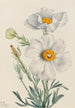Pavot de Matilija Romneya coulteri - Mary Vaux Walcott — visning af kunstværket
