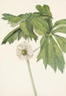 Podophylle pelté Podophyllum peltatum - Mary Vaux Walcott — visning af kunstværket