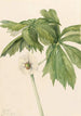 Podophylle pelté Podophyllum peltatum - Mary Vaux Walcott — visning af kunstværket