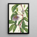 Passiflore incarnée Passiflora incarnata - Mary Vaux Walcott — indrammet kunstværk på væggen