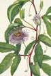 Passiflore incarnée Passiflora incarnata - Mary Vaux Walcott — visning af kunstværket