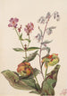 Skønhed af enge Rhexia virginica Serpentaire Nabalus albus Sarracénie pourpre Sarracenia purpurea - Mary Vaux Walcott — visning af kunstværket