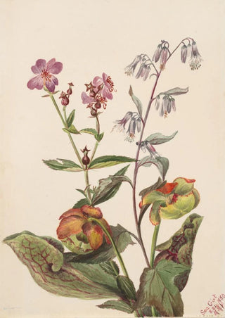 Mary Vaux Walcott - Meadow Beauty Rhexia virginica Rattlesnake Roat Nabalus albus Pitcherplant Sarracenia purpurea.webp