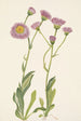 Vergerette des prés Erigeron speciosus - Mary Vaux Walcott — visning af kunstværket
