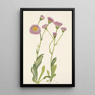 Mary Vaux Walcott - Meadow Fleabane Erigeron speciosus.webp