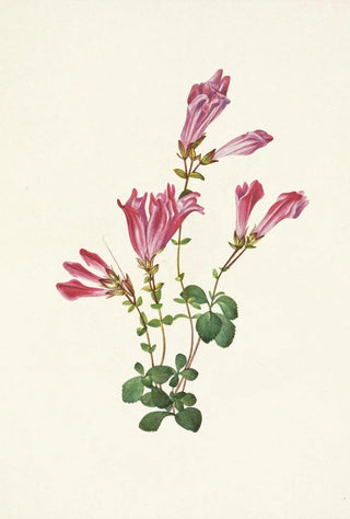 Mary Vaux Walcott - Menzies Pentstemon Pentstemon menziesii.webp
