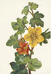 Fremontia mexicaine Fremontodendron mexicanum - Mary Vaux Walcott — visning af kunstværket