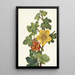 Fremontia mexicaine Fremontodendron mexicanum - Mary Vaux Walcott — indrammet kunstværk på væggen