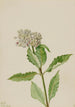 Asclépiade Asclepias - Mary Vaux Walcott — visning af kunstværket
