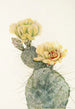 Missouri Figuier du Missouri Opuntia polyacantha - Mary Vaux Walcott — visning af kunstværket