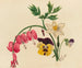 Blandede blomster - Mary Vaux Walcott — visning af kunstværket