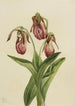 Sabot de Vénus Cypripedium acaule - Mary Vaux Walcott — visning af kunstværket