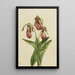Sabot de Vénus Cypripedium acaule - Mary Vaux Walcott — indrammet kunstværk på væggen