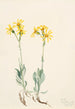 Parnassie du Montana Parnassia montanesis - Mary Vaux Walcott — visning af kunstværket