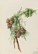 Cyprès de Monterey Cupressus macrocarpa - Mary Vaux Walcott — visning af kunstværket