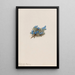 Myosotis des mousses Eritrichum elongatum - Mary Vaux Walcott — indrammet kunstværk på væggen