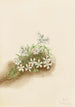 Phlox mousserende Phlox subulata - Mary Vaux Walcott — visning af kunstværket