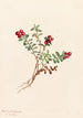 Airelle des montagnes Vaccinium vitis-idaea minus - Mary Vaux Walcott — visning af kunstværket