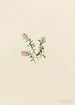 Airelle des montagnes Vaccinium vitis-idaea minus - Mary Vaux Walcott — visning af kunstværket