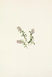 Fjeldhybens blomster, Vaccinium vitis-idaea minus - Mary Vaux Walcott — visning af kunstværket