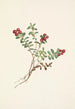 bjergbærfrugt Vaccinium vitis-idaea minus - Mary Vaux Walcott — visning af kunstværket