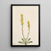 Verge d'or des montagnes Solidago oreophila - Mary Vaux Walcott — indrammet kunstværk på væggen