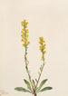 Verge d'or des montagnes Solidago oreophila - Mary Vaux Walcott — visning af kunstværket