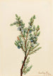 bjergjuniper Juniperus sibirica - Mary Vaux Walcott — visning af kunstværket