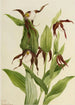 Sabot de Vénus fra bjergene Cypripedium montanum - Mary Vaux Walcott — visning af kunstværket