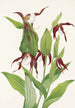 Sabot de Vénus fra bjergene Cypripedium montanum - Mary Vaux Walcott — visning af kunstværket