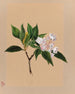 Laurier des montagnes Kalmia latifolia - Mary Vaux Walcott — visning af kunstværket