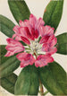 Rhododendron des montagnes Rhododendron catawbiense - Mary Vaux Walcott — visning af kunstværket