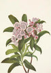 Laurier des montagnes Kalmia latifolia - Mary Vaux Walcott — visning af kunstværket