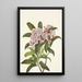 Laurier des montagnes Kalmia latifolia - Mary Vaux Walcott — indrammet kunstværk på væggen