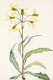 Senecio lugubre - Mary Vaux Walcott — visning af kunstværket