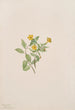 Fleur de musc Mimulus moschatus - Mary Vaux Walcott — visning af kunstværket