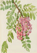 Robinier fra New Mexico Robinia neomexicana - Mary Vaux Walcott — visning af kunstværket