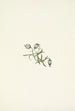 Compagnon penché Lychnis apetala - Mary Vaux Walcott — visning af kunstværket