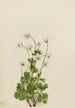 Anemone du Nord Anemone parviflora - Mary Vaux Walcott — visning af kunstværket