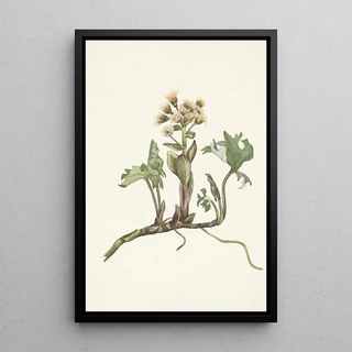 Mary Vaux Walcott - Northern Butterbur Petasites hyperboreus.webp