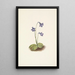 Grassette du Nord Pinguicula vulgaris - Mary Vaux Walcott — indrammet kunstværk på væggen