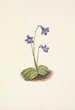 Grassette du Nord Pinguicula vulgaris - Mary Vaux Walcott — visning af kunstværket
