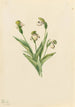 Sabot de Vénus du Nord Cypripedium passerinum - Mary Vaux Walcott — visning af kunstværket