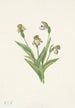 Sabot de Vénus du Nord Cypripedium passerinum - Mary Vaux Walcott — visning af kunstværket