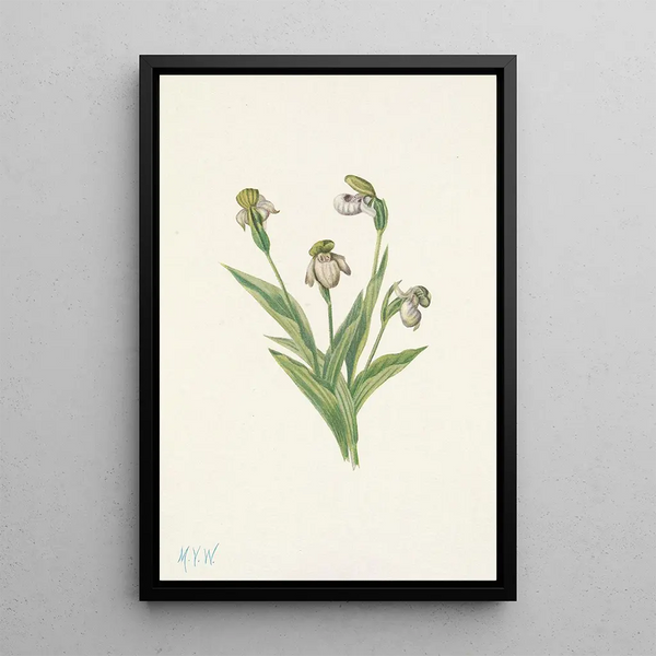 Mary Vaux Walcott - Northern Ladyslipper Cypripedium passerinum.webp
