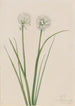Nordløg af Allium sibiricum - Mary Vaux Walcott — visning af kunstværket