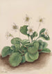 Clochettes d'Oconee Shortia galacifolia - Mary Vaux Walcott — visning af kunstværket