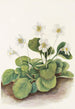 Clochettes d'Oconee Shortia galacifolia - Mary Vaux Walcott — visning af kunstværket